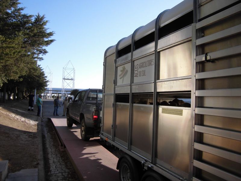 Proteção de Ruminantes e Equinos em Transporte de Curta Duração | 25 Horas
