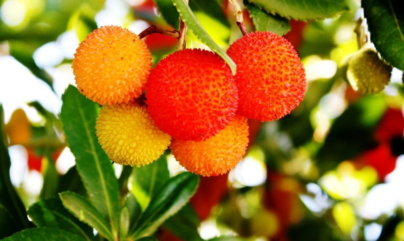 Operações Culturais de Implantação, Condução, Manutenção e Colheita de Pomares - Medronho | 50 Horas