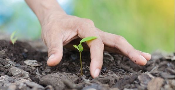 Nutrição das plantas | 25 Horas