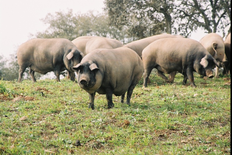 Proteção de Suínos nos Locais de Criação | 25 Horas