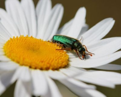 Modo de Produção Biológico