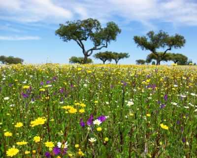Agricultores registam com agrado o prolongamento dos apoios à totalidade das medidas agroambientais