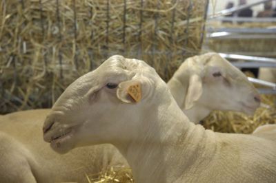 Tosquia de Ovinos | 50 Horas