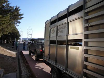 Proteção de Ruminantes e Equinos em Transporte de Curta Duração | 25 Horas