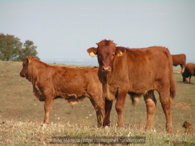 Bovinicultura em Modo de Produção Biológica | B-learning | 50 Horas