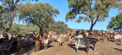 Proteção de Ruminantes e Equinos nos Locais de Criação | 25 Horas