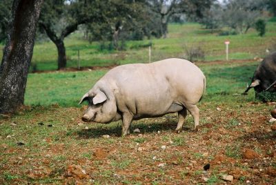 Proteção de Suínos em Transporte de  Curta Duração | 25 Horas