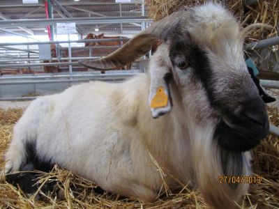 DECLARAÇÃO DE OVINOS E CAPRINOS EM JANEIRO